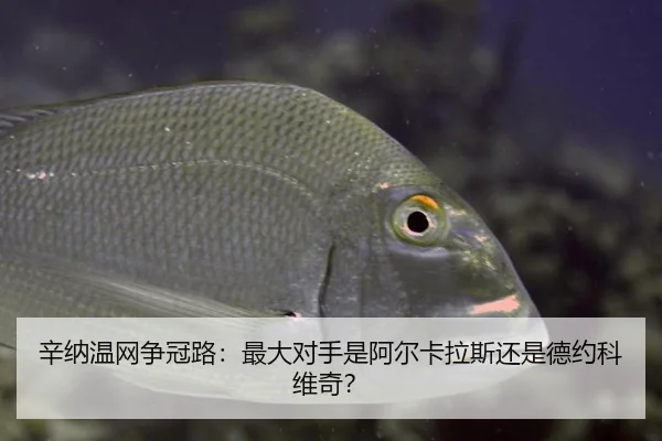 辛纳温网争冠路：最大对手是阿尔卡拉斯还是德约科维奇？